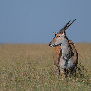 Ol Pejeta - Eland
